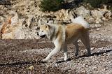 AKITA INU 252